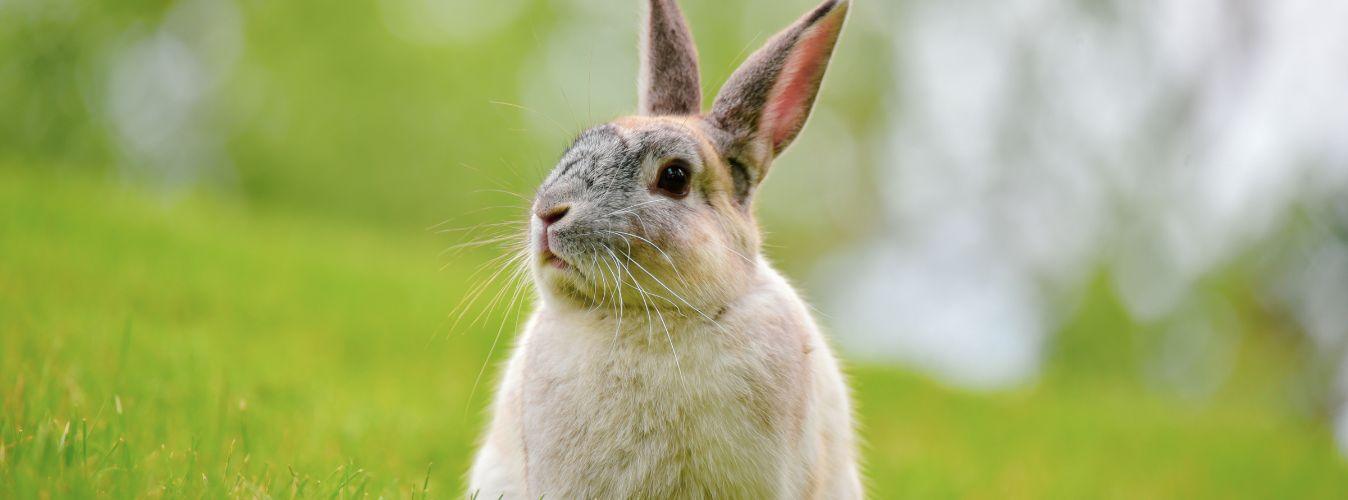 Feeding Pet Rabbits - Petsy
