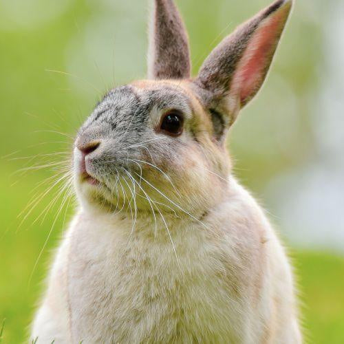 Feeding Pet Rabbits - Petsy