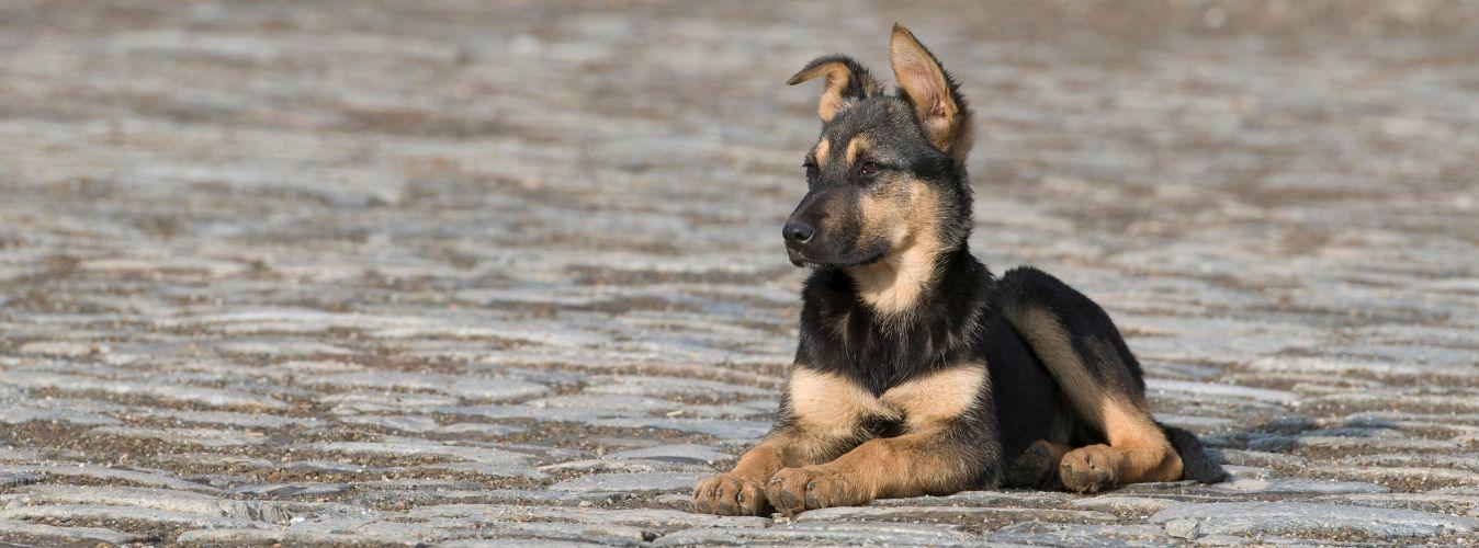 Common Dog Body Languages and What They Mean! - Petsy