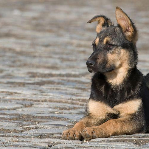 Common Dog Body Languages and What They Mean! - Petsy