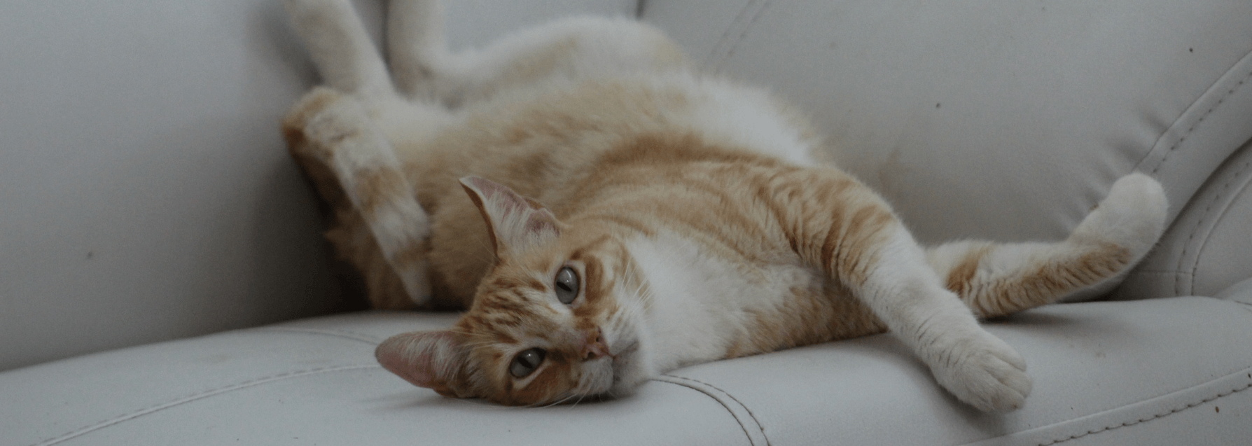 Top 6 Pet Parenting Mistakes You Should Avoid - Petsy