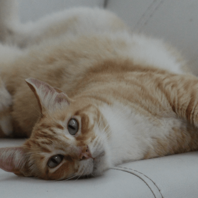 Top 6 Pet Parenting Mistakes You Should Avoid - Petsy