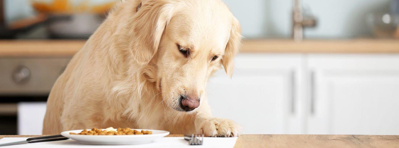 How Often Should You Feed Your Dog? - Petsy