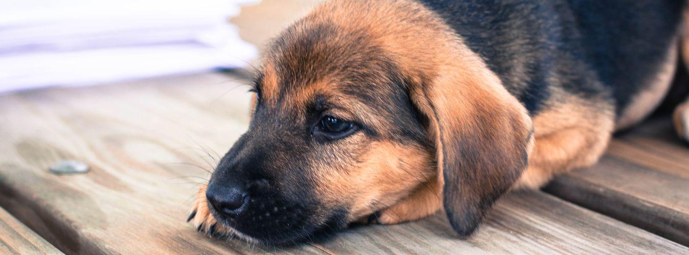 Curbing Those Little Habits - Petsy