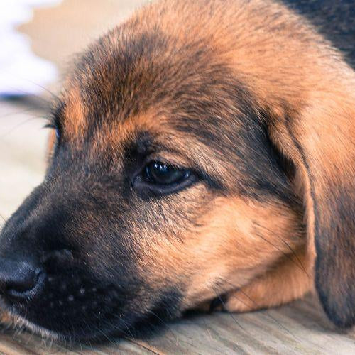 Curbing Those Little Habits - Petsy