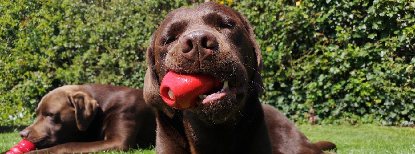 Treat Dispensing Kong Toys - Petsy