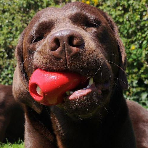 Treat Dispensing Kong Toys - Petsy