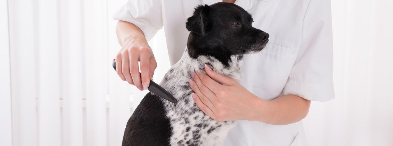 Types of Grooming Brushes for Pets - Petsy