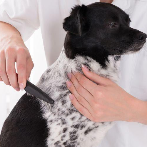 Types of Grooming Brushes for Pets - Petsy