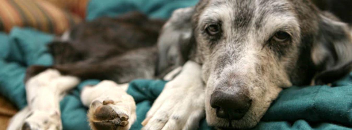 Medical History & More - Petsy