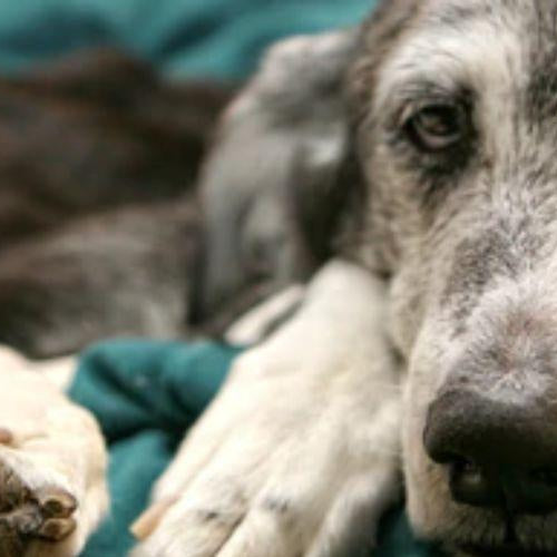 Medical History & More - Petsy