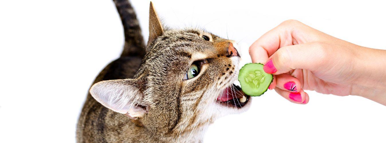 What Can My Cat Eat? - Petsy