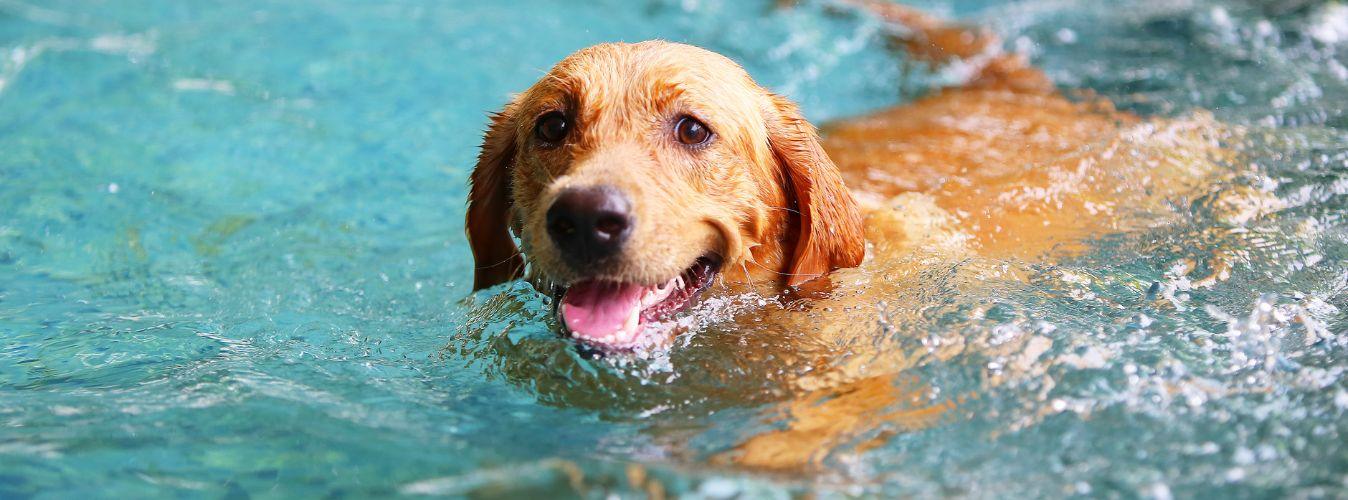 Top 10 Fun Ways to Exercise Dogs! - Petsy