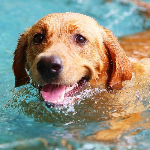 Top 10 Fun Ways to Exercise Dogs! - Petsy