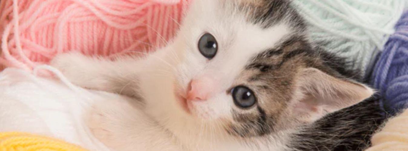 7 Cat Behaviors and What They Mean - Petsy