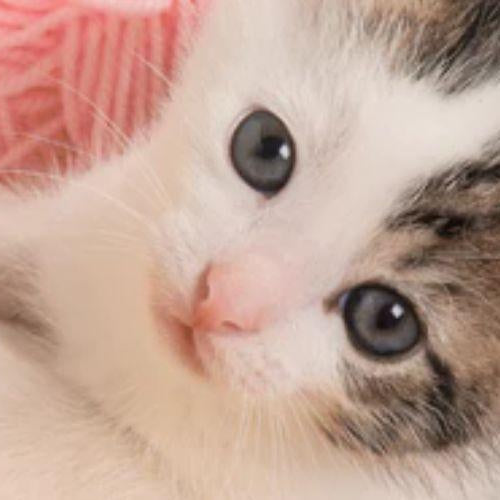 7 Cat Behaviors and What They Mean - Petsy