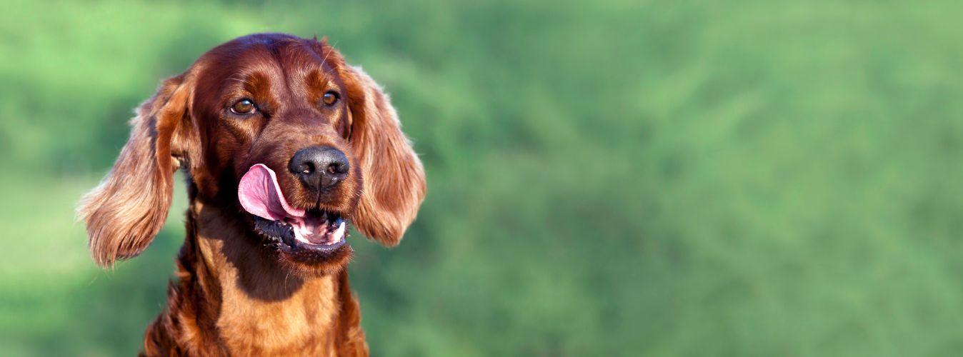 Why Does My Dog Eat Poop? - Petsy