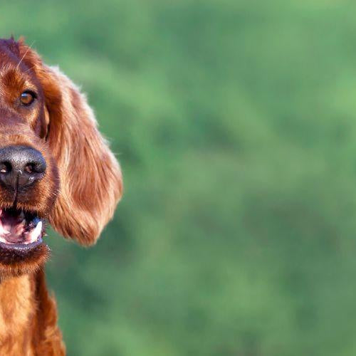 Why Does My Dog Eat Poop? - Petsy