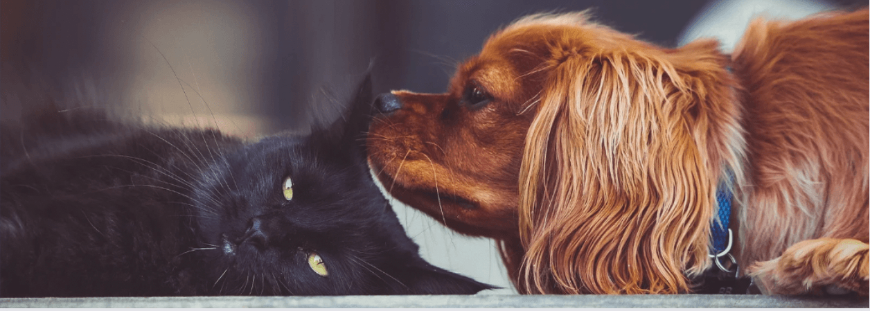 12 Common Signs Of Stress In Pets You Shouldn't Ignore! - Petsy