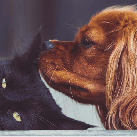 12 Common Signs Of Stress In Pets You Shouldn't Ignore! - Petsy