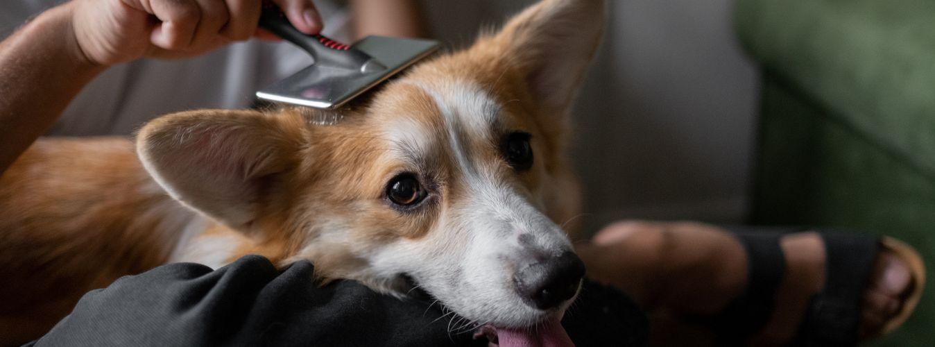How and Why Is It Important to Choose the Right Dog Brush? - Petsy