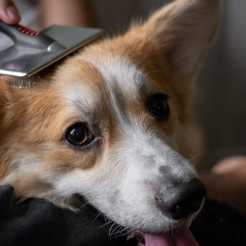 How and Why Is It Important to Choose the Right Dog Brush? - Petsy