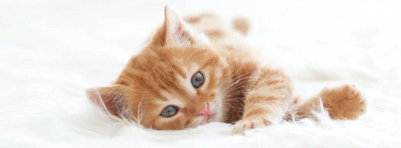 Checklist for New Pet Parents - Petsy