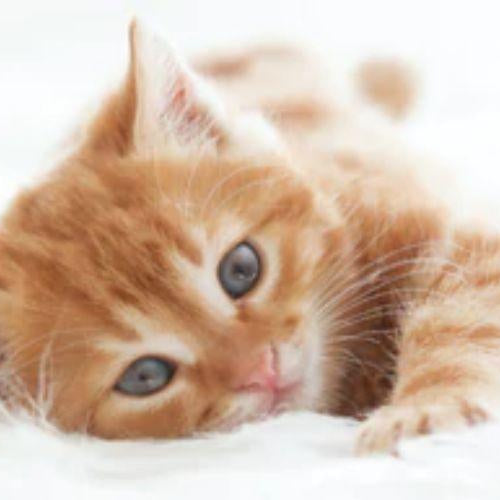 Checklist for New Pet Parents - Petsy