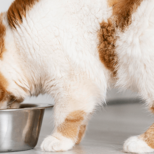 What to look for when buying cat food? - Petsy