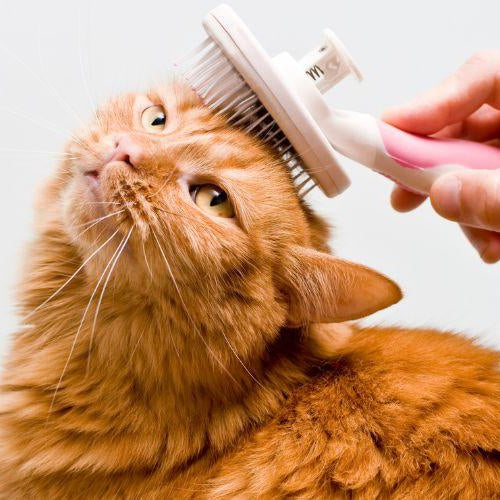 How to Groom Your Cat - Petsy