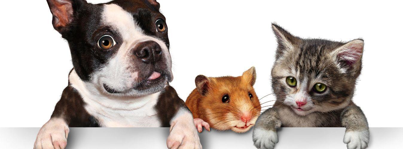 How to Keep Your House Clean With Indoor Pets? - Petsy