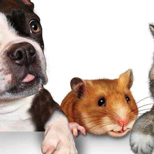 How to Keep Your House Clean With Indoor Pets? - Petsy