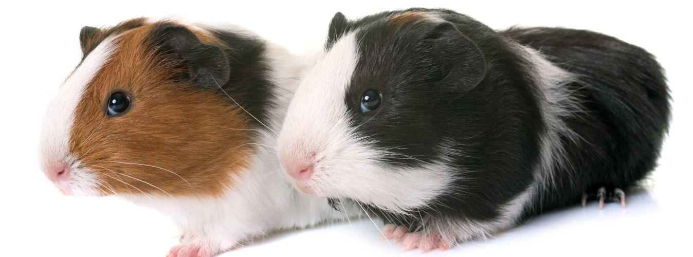 Here’s What No One Tells You About Guinea Pigs - Petsy