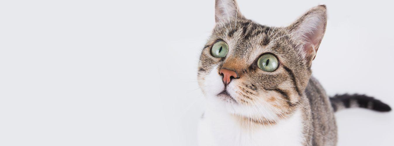 Taurine - What and Why? - Petsy