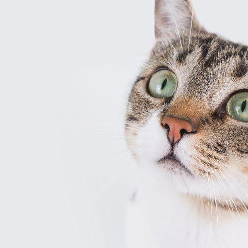 Taurine - What and Why? - Petsy