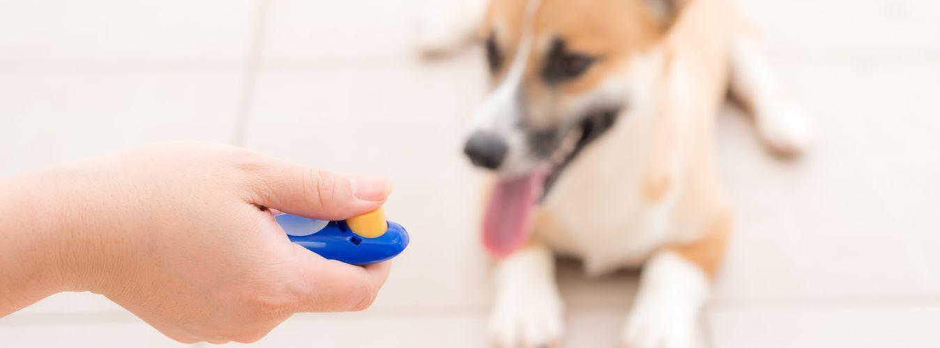 What Is Clicker Training? - Petsy