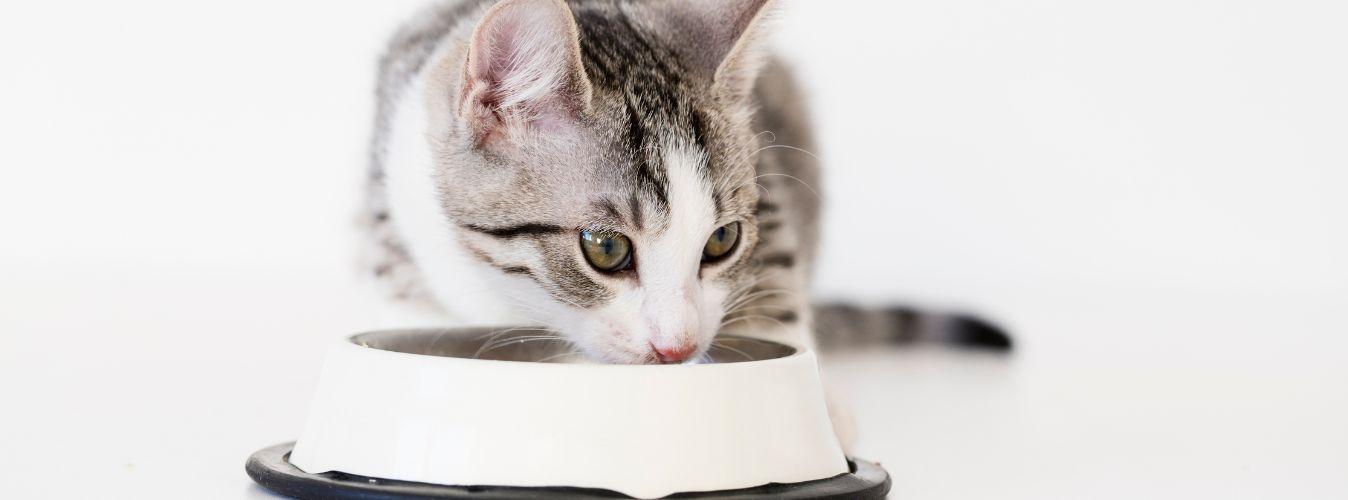 What Should I Feed My Kitty? - Petsy