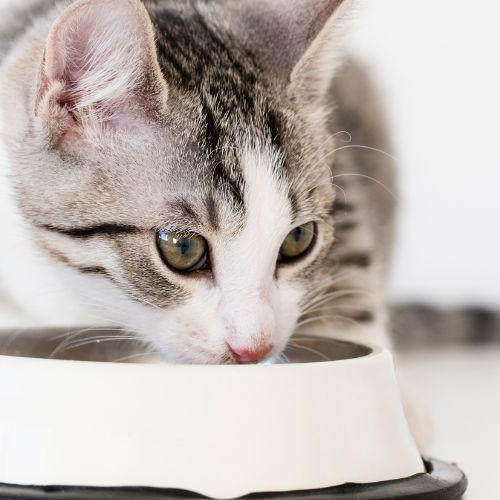 What Should I Feed My Kitty? - Petsy