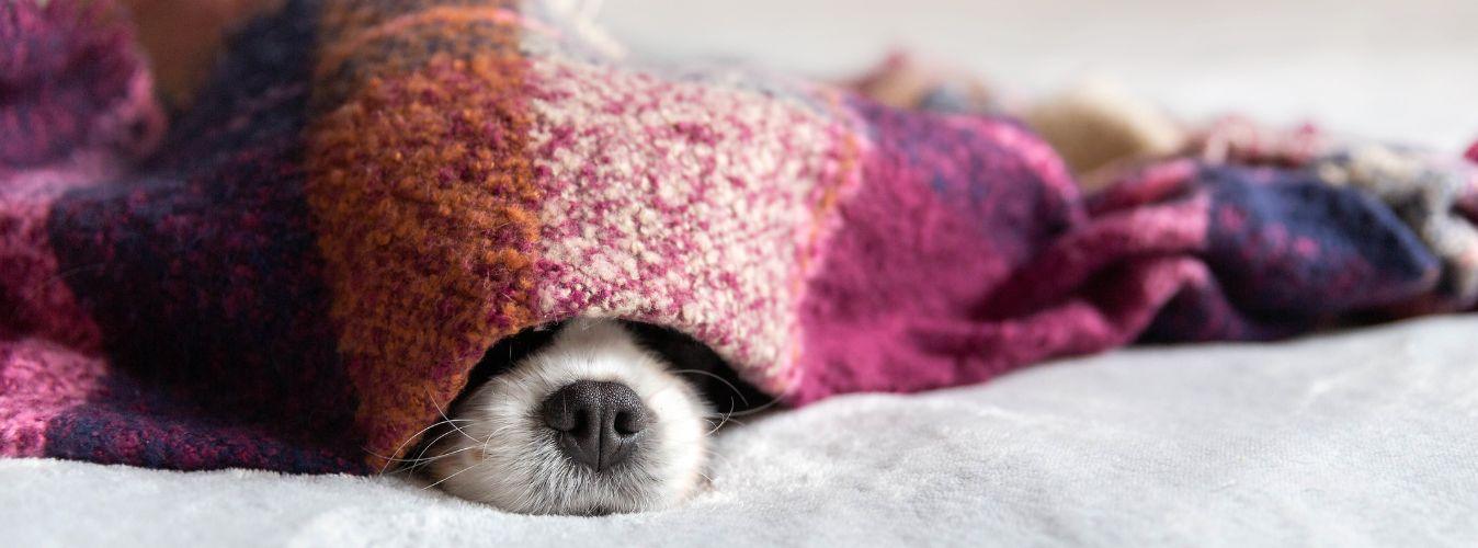 Pet safety and COVID-19