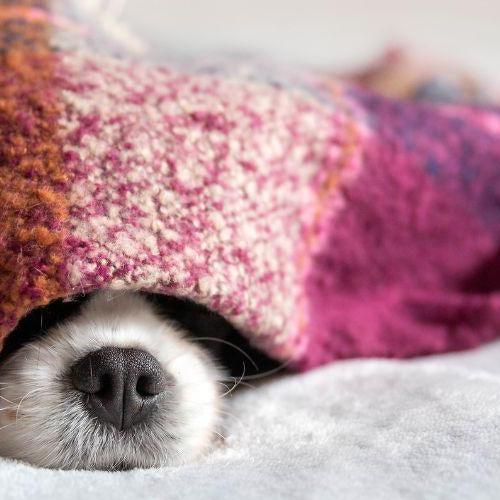 Pet safety and COVID-19