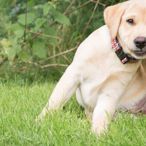 Preventing and Treating Fleas and Ticks - Petsy