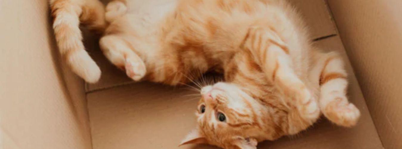 Why Cats Get Zoomies and What to Do About ‘Em? - Petsy