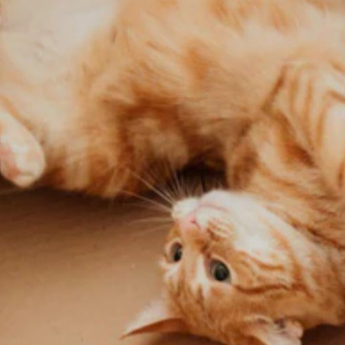 Why Cats Get Zoomies and What to Do About ‘Em? - Petsy