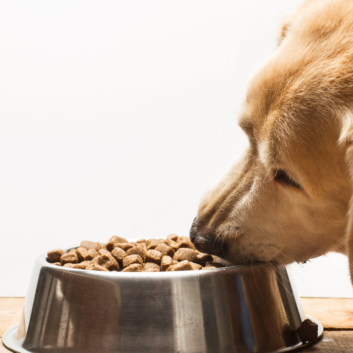 How to choose the best dry dog food? - Petsy