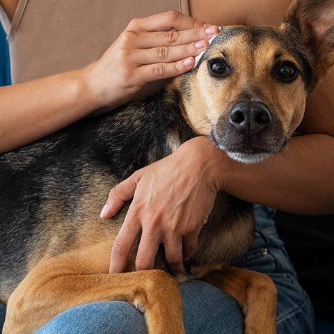 What to look for in a pet sitter? - Petsy