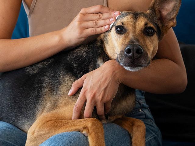 What to look for in a pet sitter? - Petsy