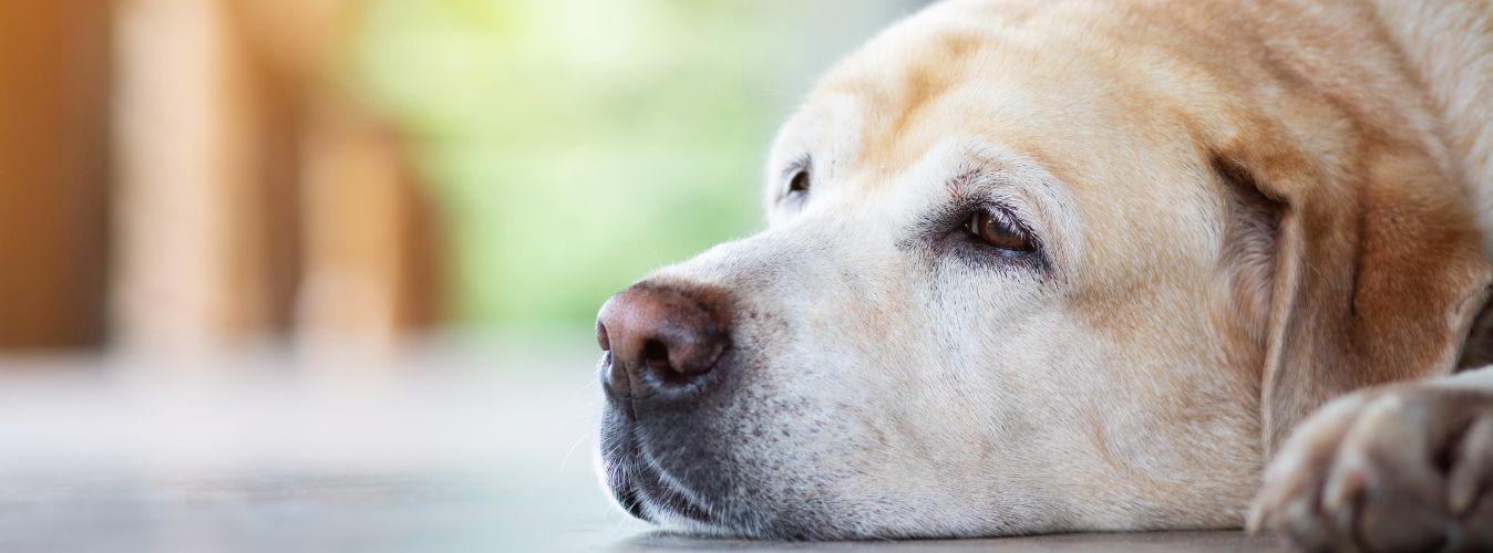 Top 5 Tips on Managing Diabetes in Pets - Petsy