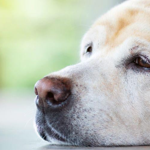 Top 5 Tips on Managing Diabetes in Pets - Petsy