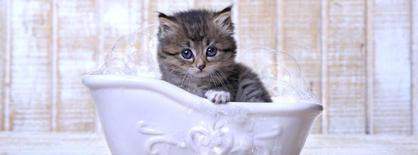 Do Cats Need Baths? - Petsy