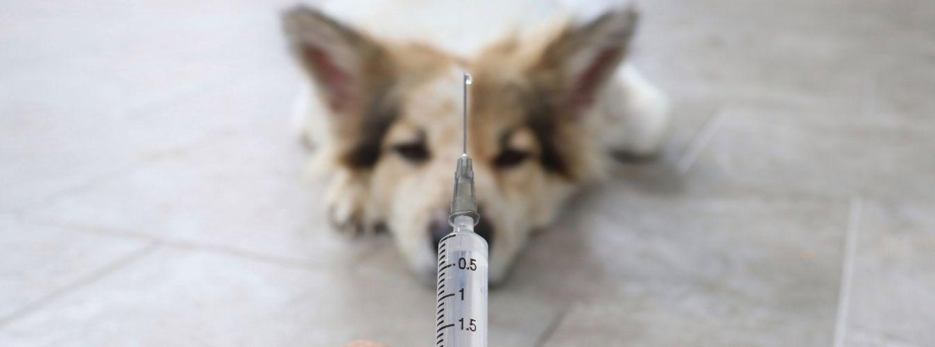 Importance of Vaccinations - Petsy